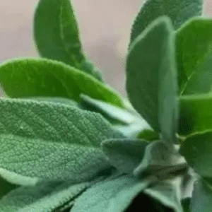 Sage & Amber fragrance oi 50ml