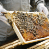 Honeycomb - Image 2