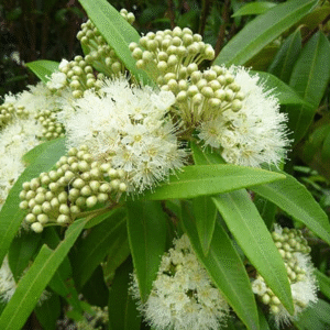 Lemon Myrtle - Fragrance Oil